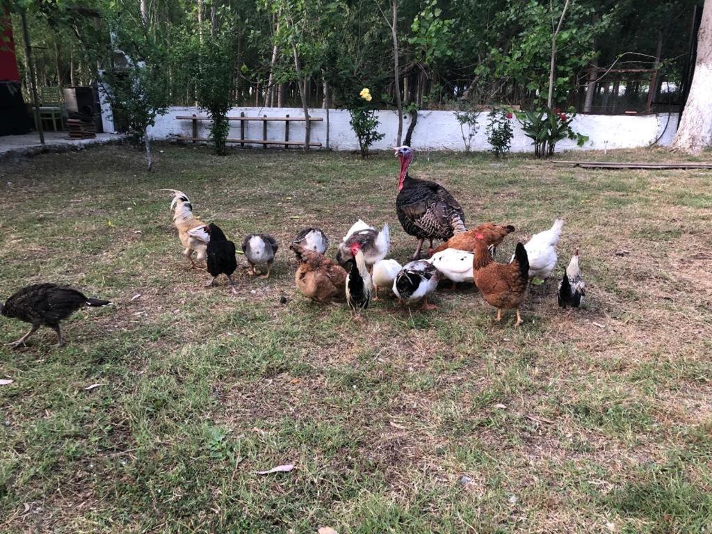 Lıkya Saklibahçe Kemer (Menekse Mahallesi) Exterior foto